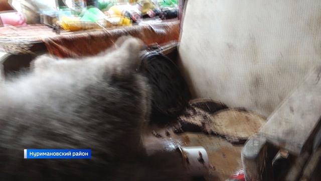 Сюжет Медведь-питомец