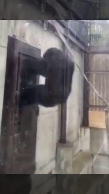 Смешная шимпанзе