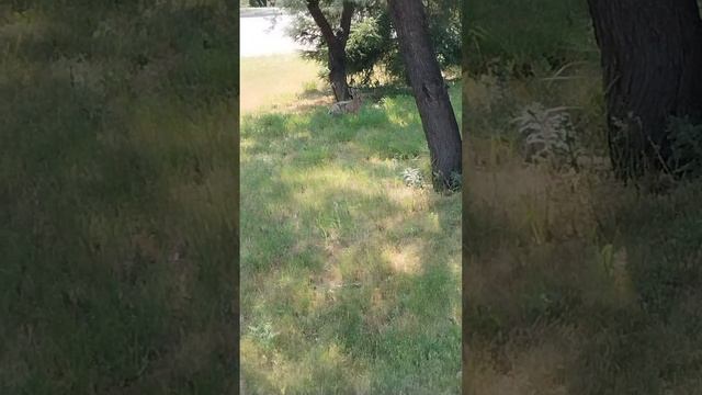 Зайчик в городе. Увидела сегодня зайца в Челябинске