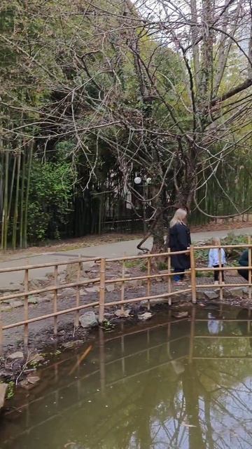 черепахи у бамбукового болота в дендрарии сочи