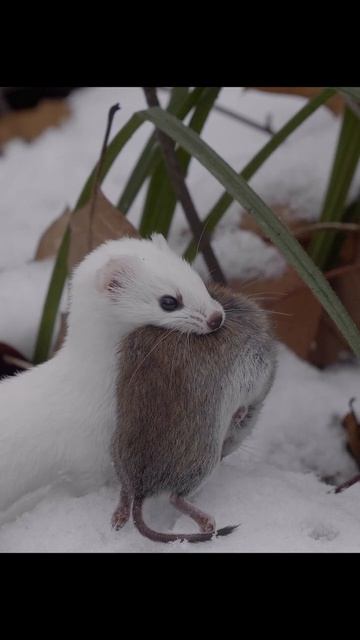Ласка с добычей.Weasel with prey. #wildlife #shots #nature