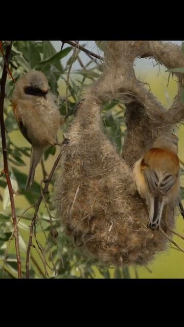 Ремезы воруют материал с чужого гнезда.Penduline tits steal material from someone else's nest #shots