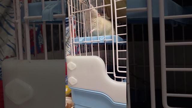 крыс Снек