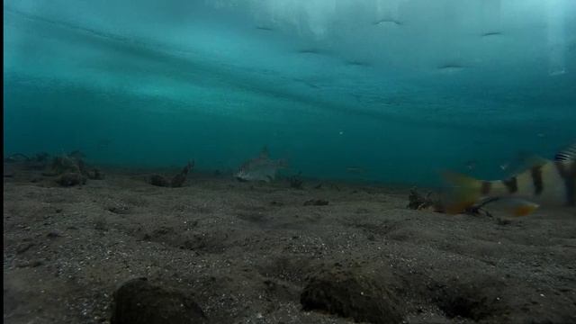 Рыбалка Братское водохранилище Молька подледная съемка ловли рыбы 19.02.16 ч.5