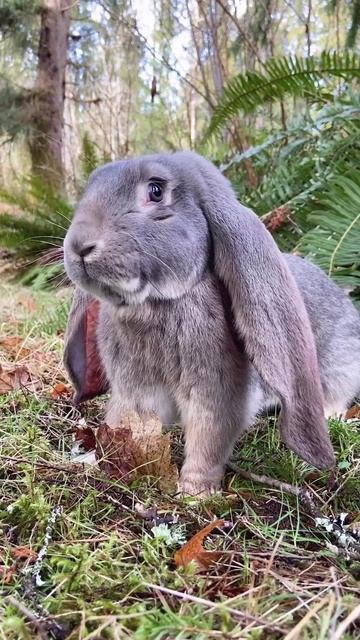 Английский вислоухий кролик