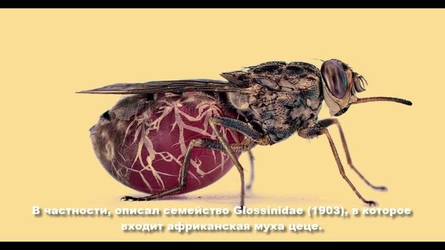 Фредерик Винсент Теобальд