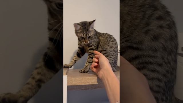 Гучи (мама)