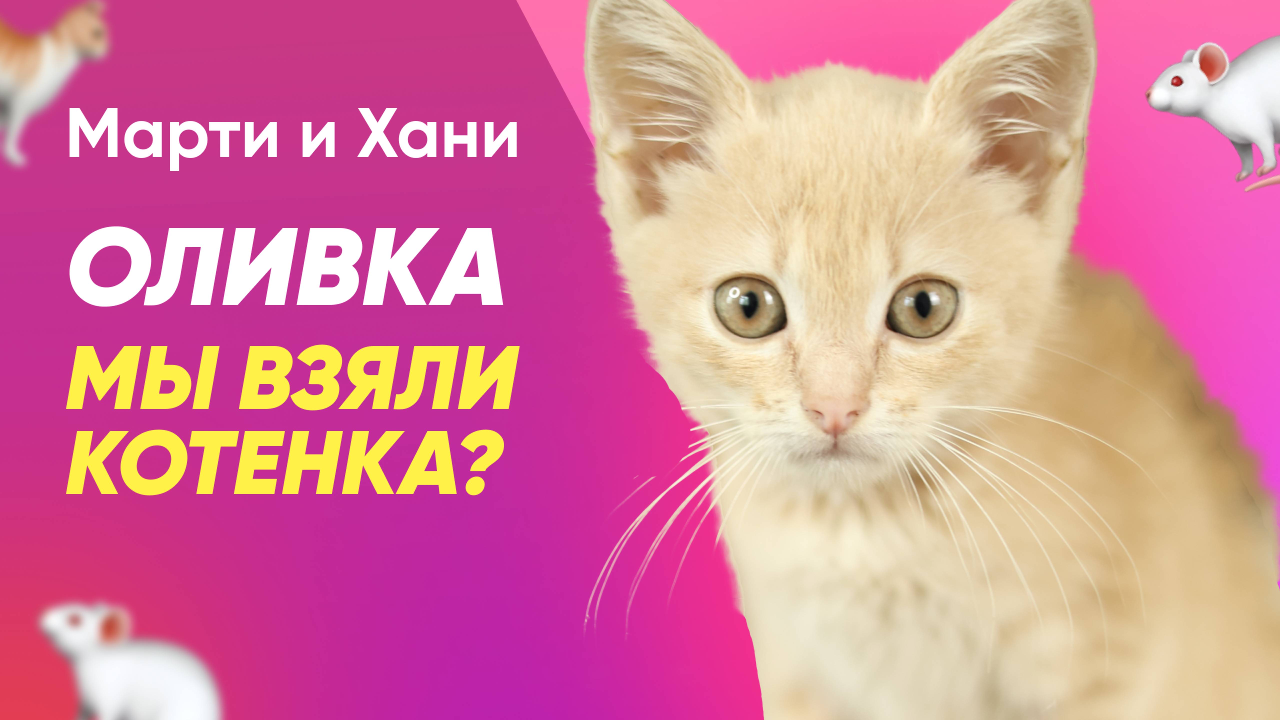 МЫ ВЗЯЛИ КОТЕНКА / РЕАКЦИЯ СОБАК НА ОЛИВКУ / ВСЕ ПРО УХОД И ВОСПИТАНИЕ