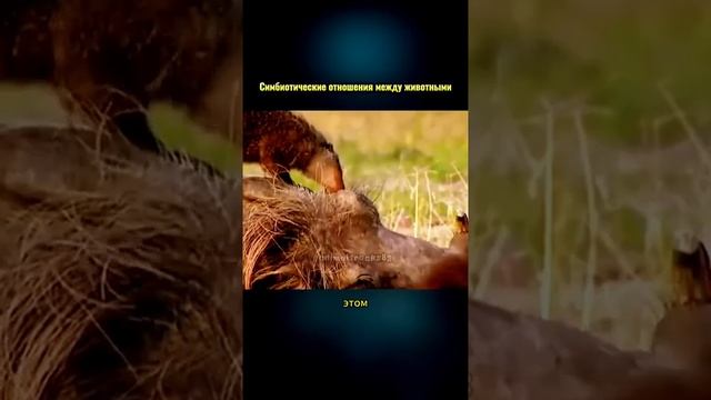 А вы это знали?