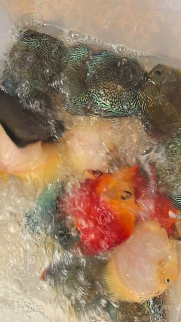 VID_20250520_103906.mp4