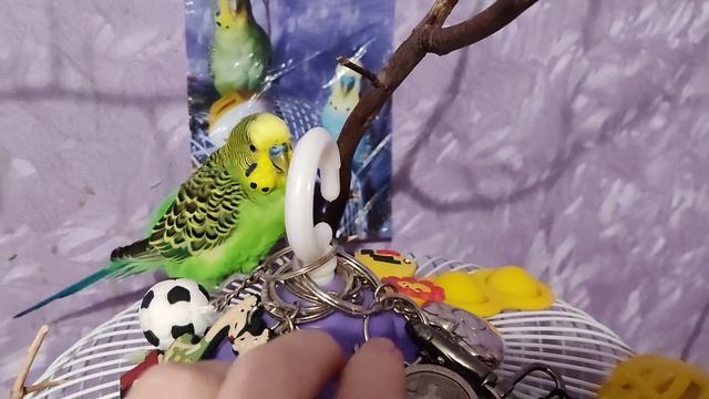 птичкины красавчики попугайчики Кеша Тиша