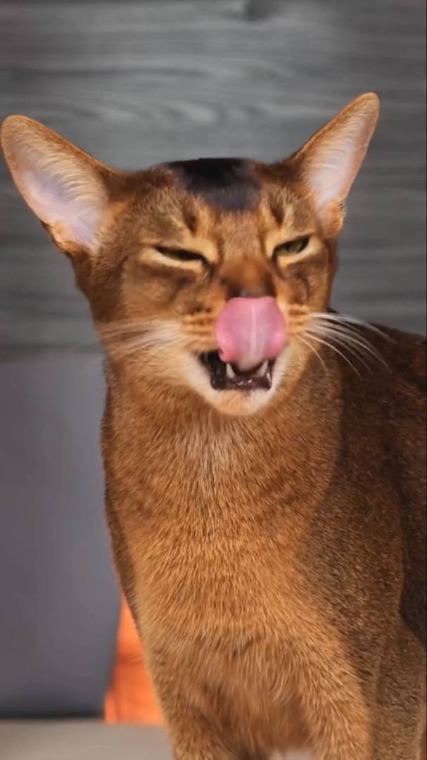 ммммм,сметанка! #кусьшоу #котики #челлендж #пушистики