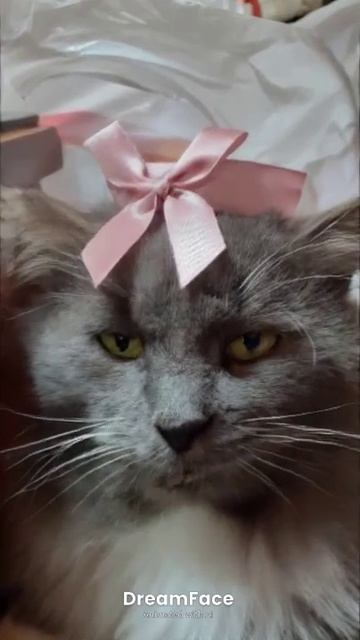Научили не только собаку петь.