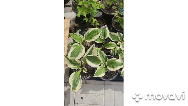 1000044340.mp4