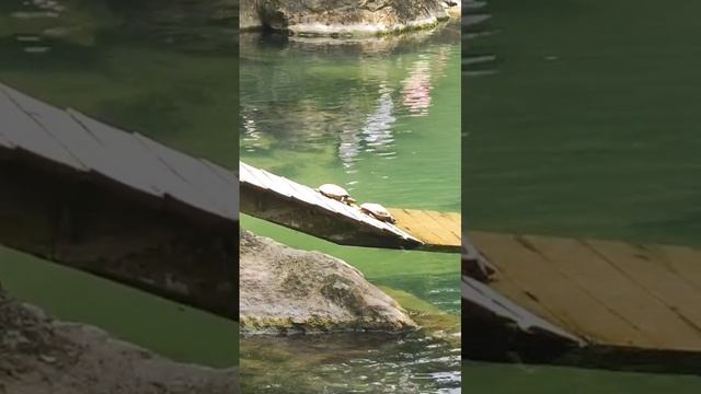 1000016820.mp4