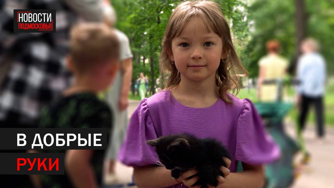 Бездомный котёнок из приюта «ХвостоДом» нашёл семью в «Пехорке»