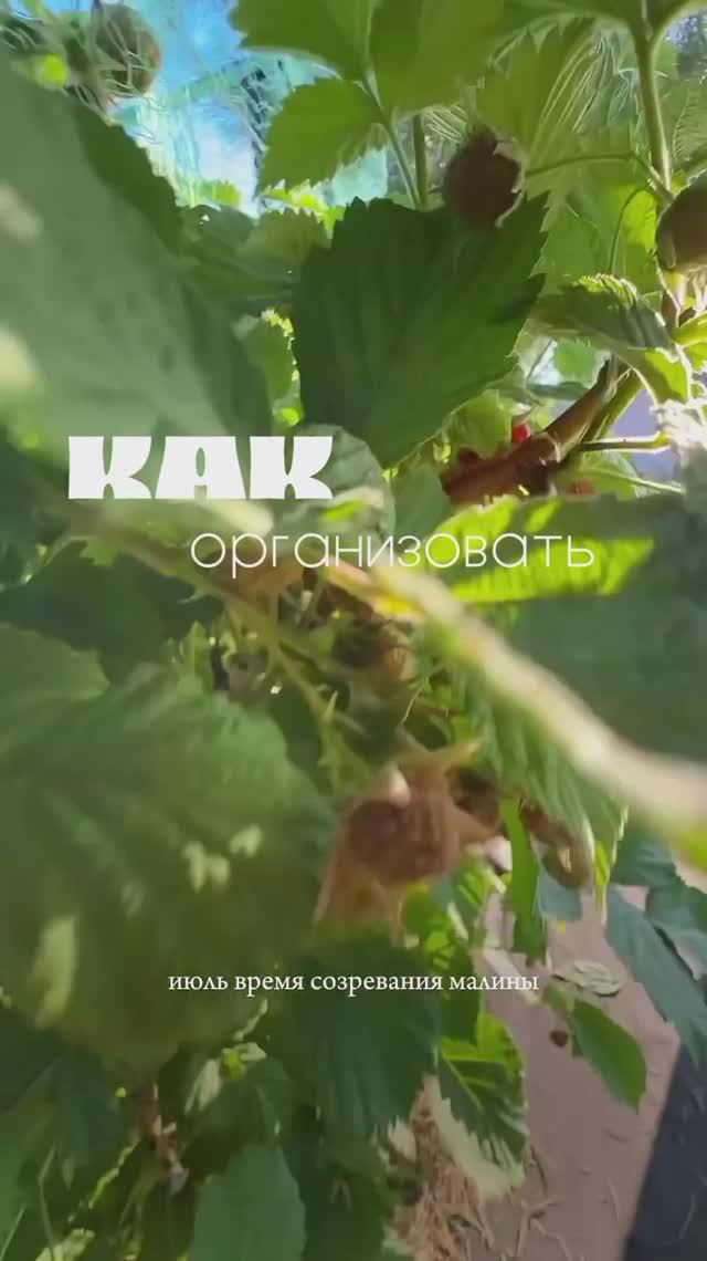 Малина без хаоса: идеальный порядок на грядке 🌸