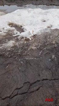 Собака-застревака😆 24.05.2024