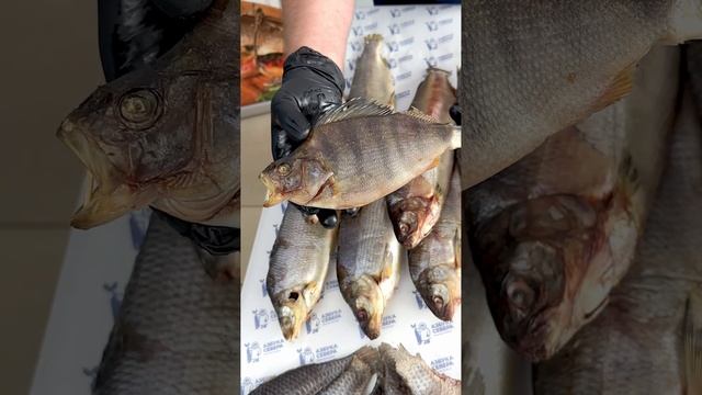 🔥НЕЛЬМА ИЛИ ГОЛЕЦ? СДЕЛАЙТЕ ВАШ ВЫБОР — ОБА ДОСТОЙНЫ КОРОНЫ!