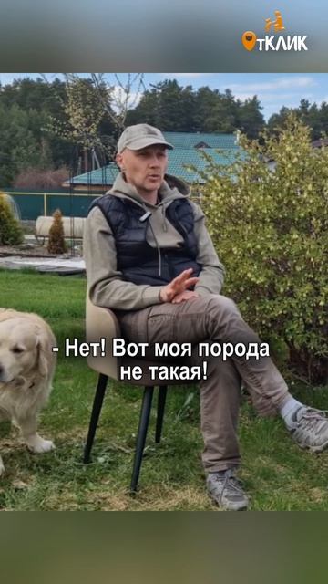 Собака в саду