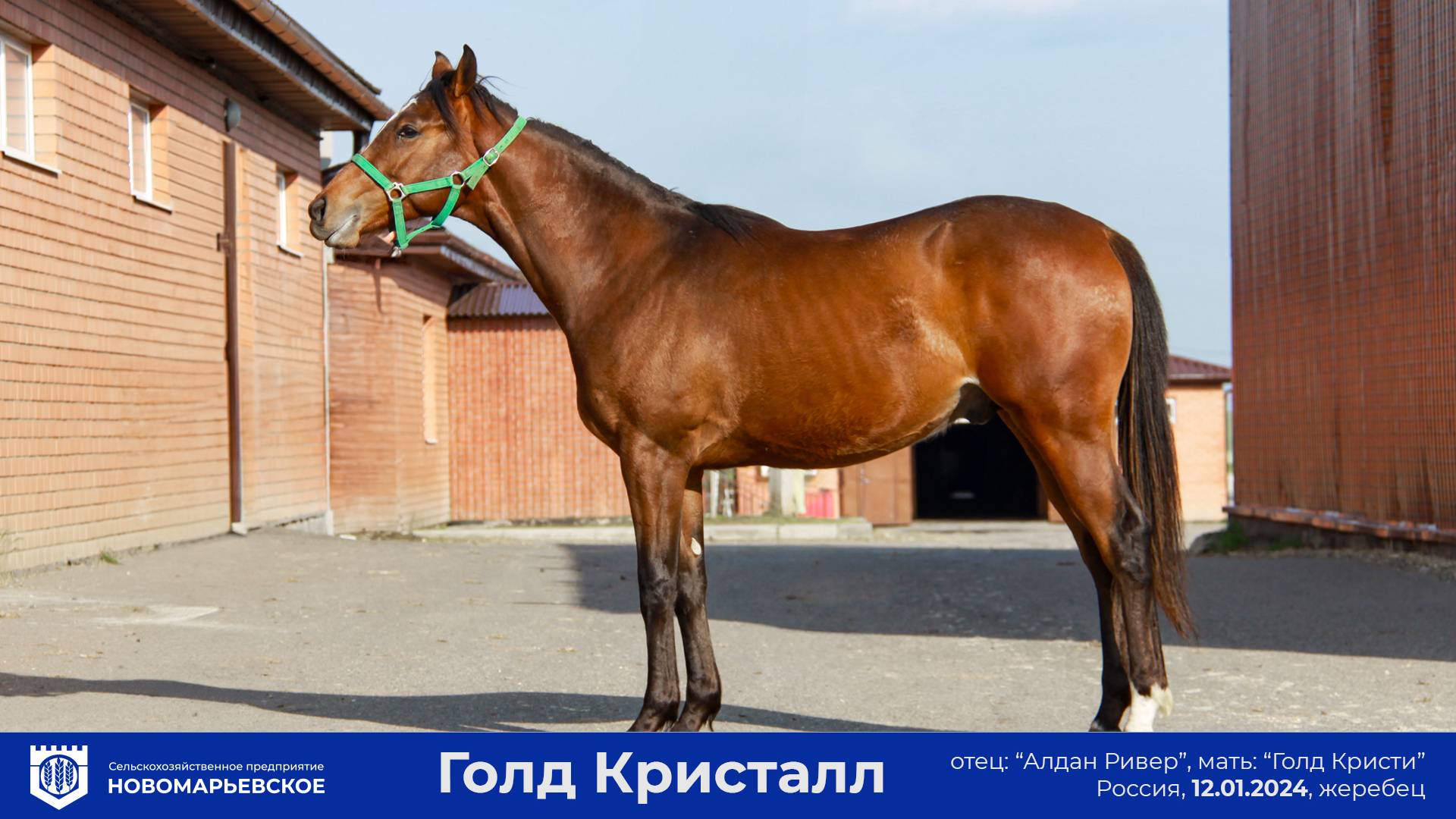 Продается перспективный жеребец «Голд Кристалл»