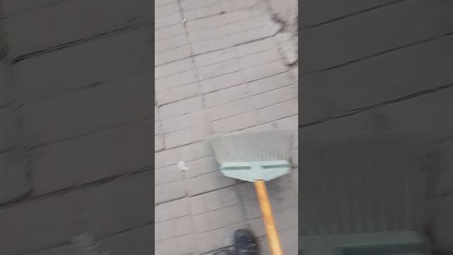 игра на улице с животными.