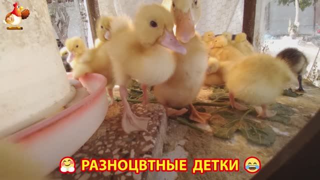 Цыплята и утята милые пушистики растут на радость хозяину (19)