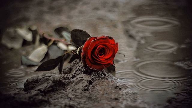 I brought flowers for you-DaniilKlark.Post punk.(Я принес тебе цветы)