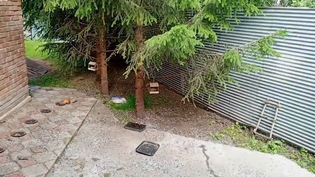 среда в вольном зоопарке