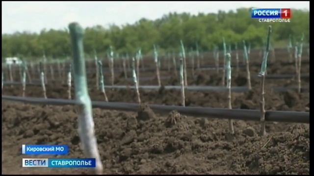 В Кировском округе заложили новую плантацию саженцев