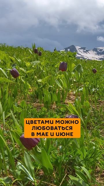 На альпийских лугах Абхазии в высокогорье сейчас цветут рябчики, в простонародье - «чёрные тюльпаны»