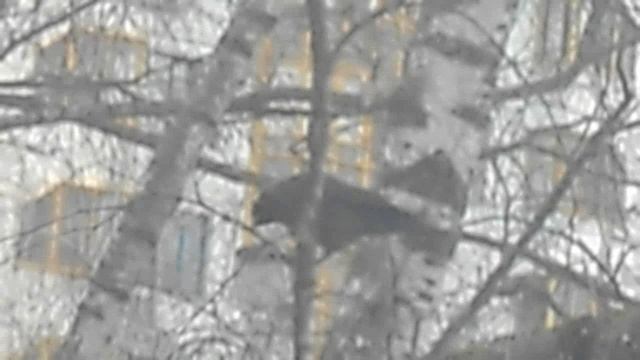 Галка ищет стройматериалы для гнезда 54664848. DSCN6226