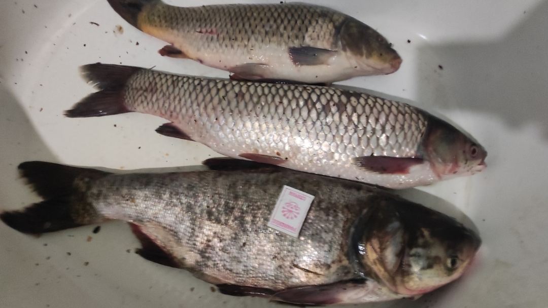 с 1.06 по 2.06.2025г.суточная рыбалка🎣