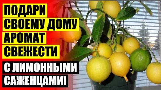 Лимонное дерево цены ⚫ Как ухаживать за лимоном в горшке 👍