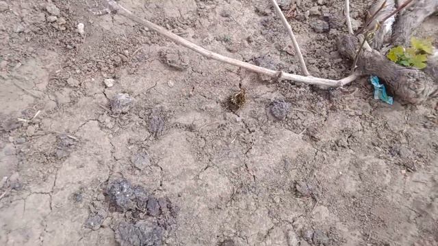 Волгоград Котлубань, последствие после заморозков