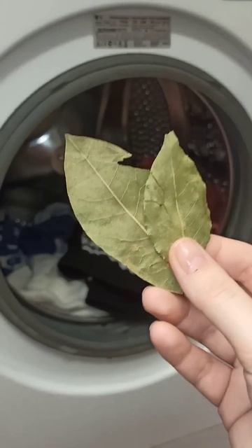 Лаврушка при стирке