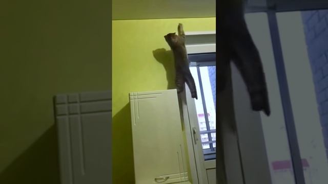 Котики