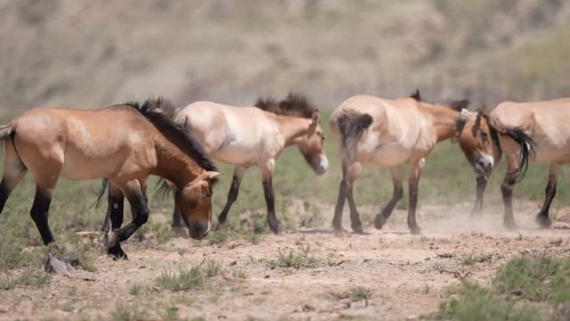 🐴Лошади Пржевальского в Нинся