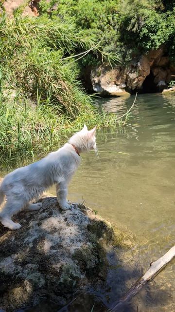 И снова Мирик 🐾