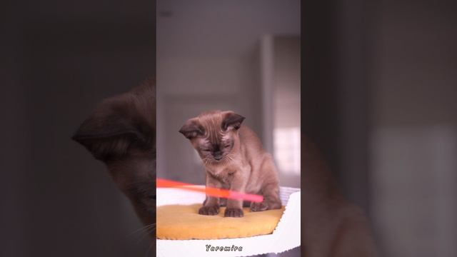 Соболиный бурманский котёнок Yaromira Freya Way. Помёт «Y7»