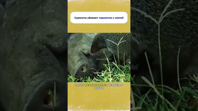 А вы это знали?