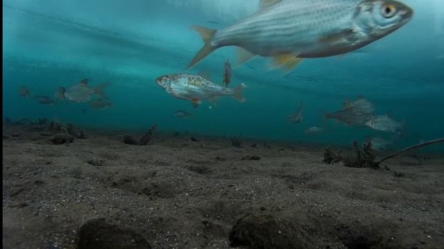 Рыбалка Братское водохранилище Молька подледная съемка ловли рыбы 19.02.16 ч.1