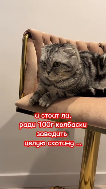 котик
