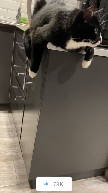 Взгрустнул Борис) #прикол #ржака #смешныеживотные