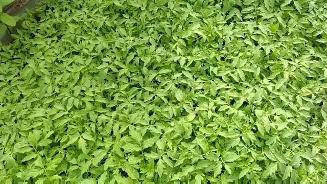 Рассада готова на продажу!