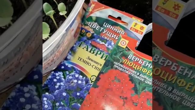 60🌶🌻Обзор последних цветов#Капуста#Чеснок#Как прижи?