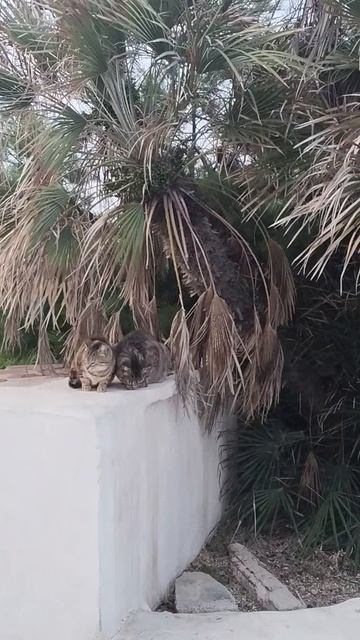 Испанские котики