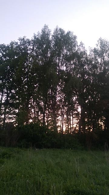 ЗВУКИ ПРИРОДЫ / СОЛОВЬИ