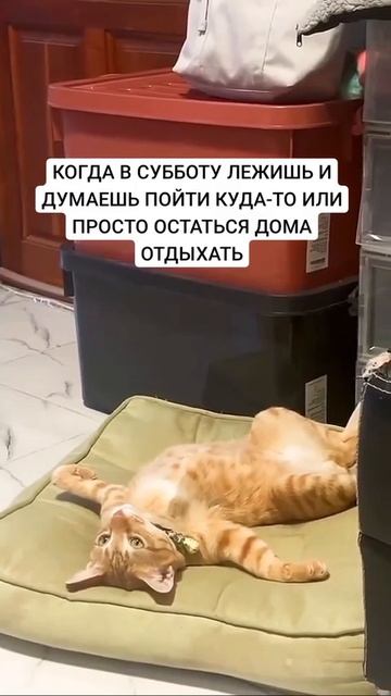 Когда в субботу лежишь😀😀😀