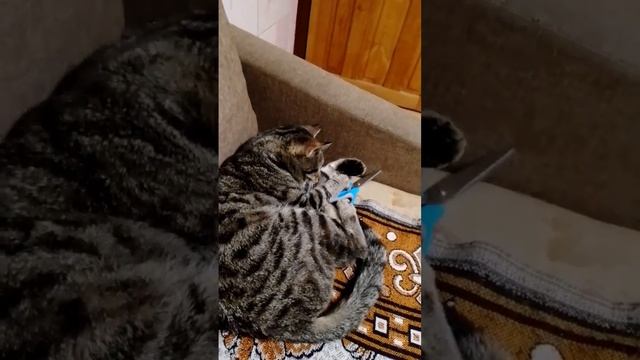 Кот и ножницы 🐈⬛✂️
